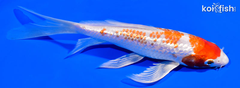 6.75" GINRIN HARIWAKE BUTTERFLY