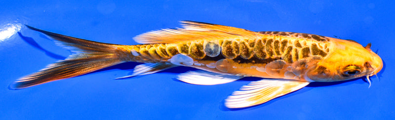 5.75" ARAGOKE BENI KIKOKURYU BUTTERFLY