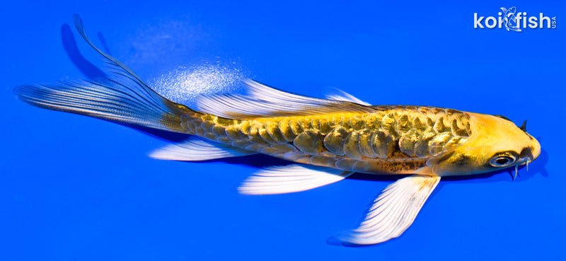 5.25" ARAGOKE GINRIN KIN KIKOKURYU BUTTERFLY