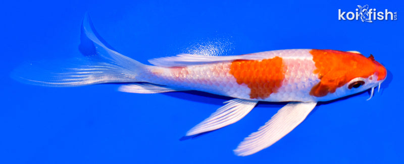 5.25" HARIWAKE BUTTERFLY