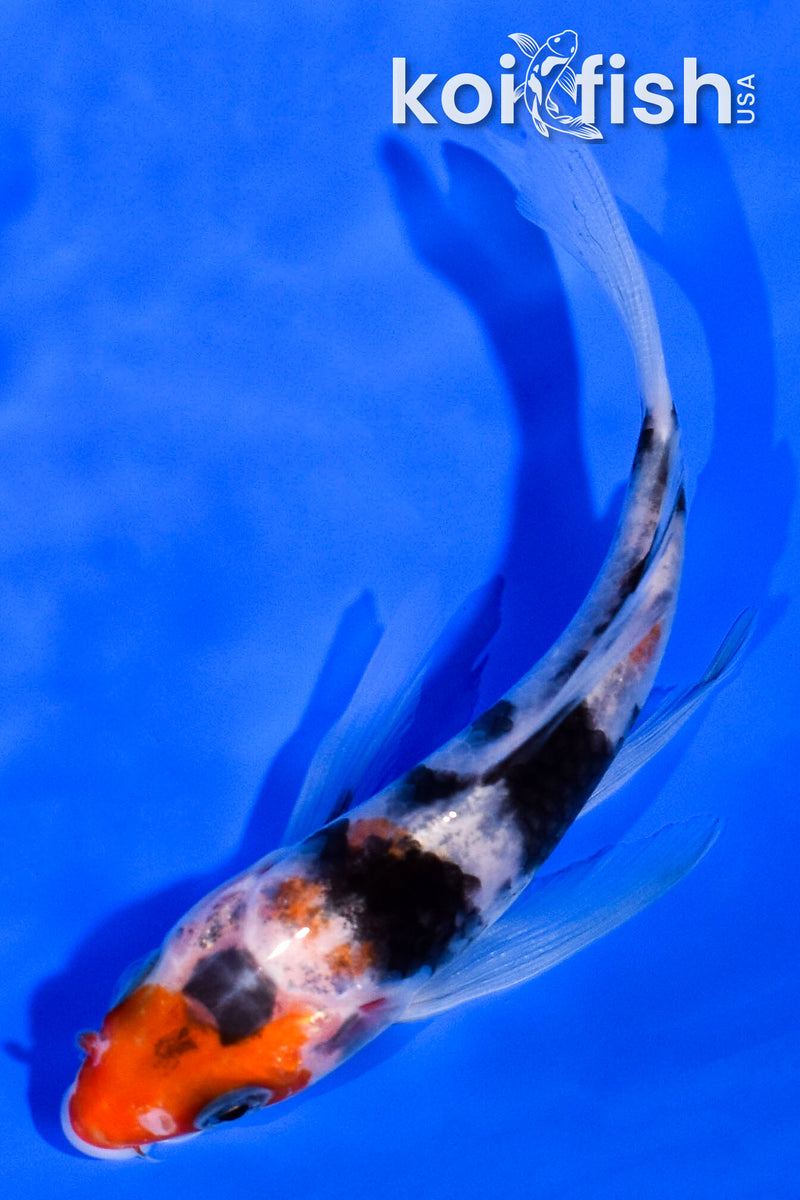 4.5" SANKE BUTTERFLY