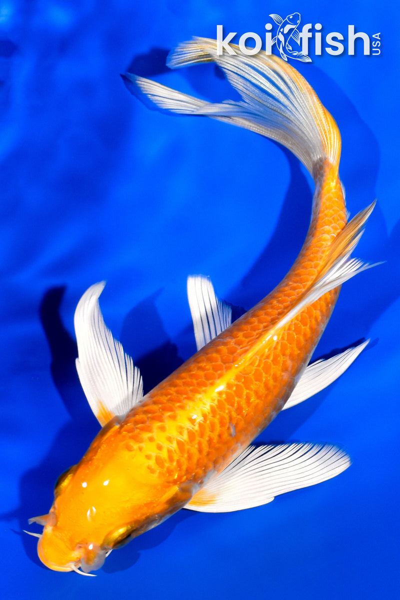 6.5" HARIWAKE BUTTERFLY