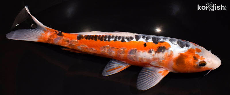 10" ARAGOKE HI SHUSUI