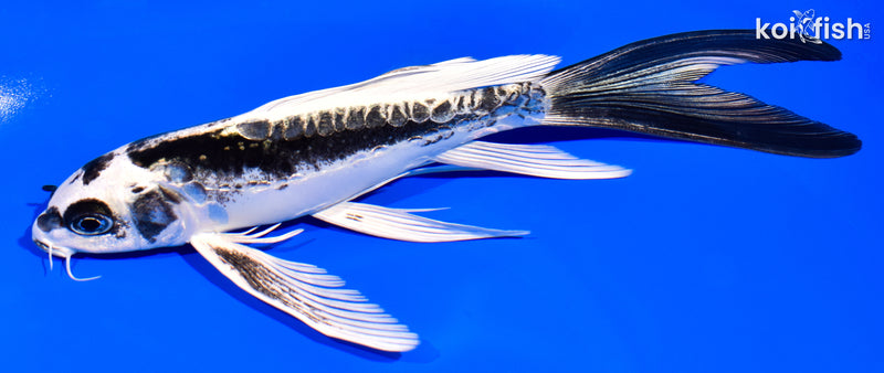 7" KIKOKURYU BUTTERFLY