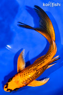 7.25" GINRIN ORENJI MATSUBA BUTTERFLY