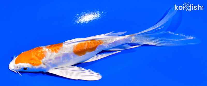 5.5" KIKUSUI BUTTERFLY