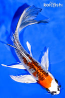 7.25" KUJAKU BUTTERFLY