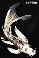 7.25" GINRIN KIKOKURYU BUTTERFLY