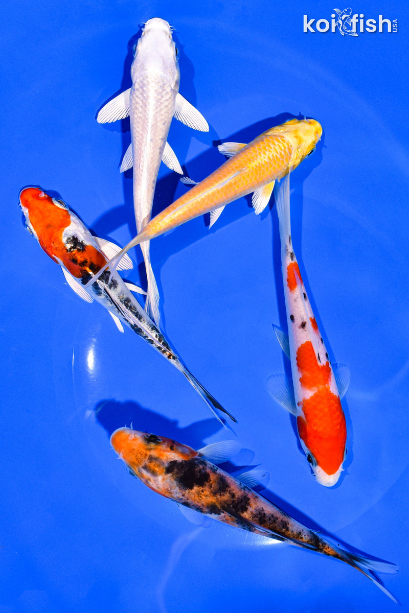 PACK OF (5) 4-5" STANDARD KOI