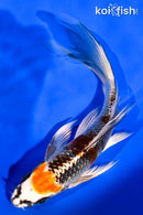 6.5" BENI GINGA BUTTERFLY