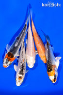 PACK OF (5) 3"- 4" STANDARD KOI