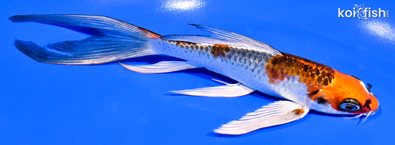 6.25" BENI GINGA BUTTERFLY