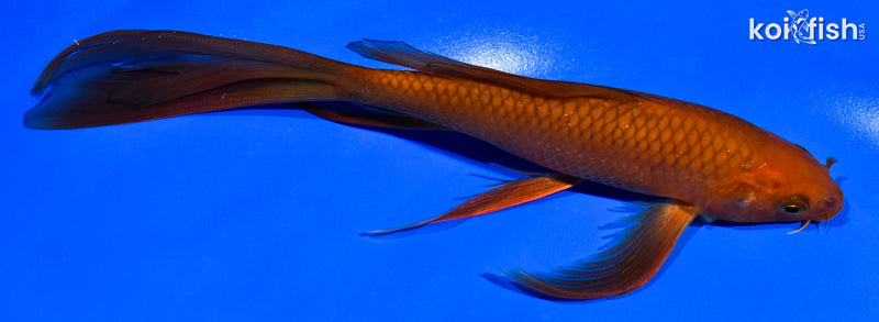 7.5" CHAGOI BUTTERFLY
