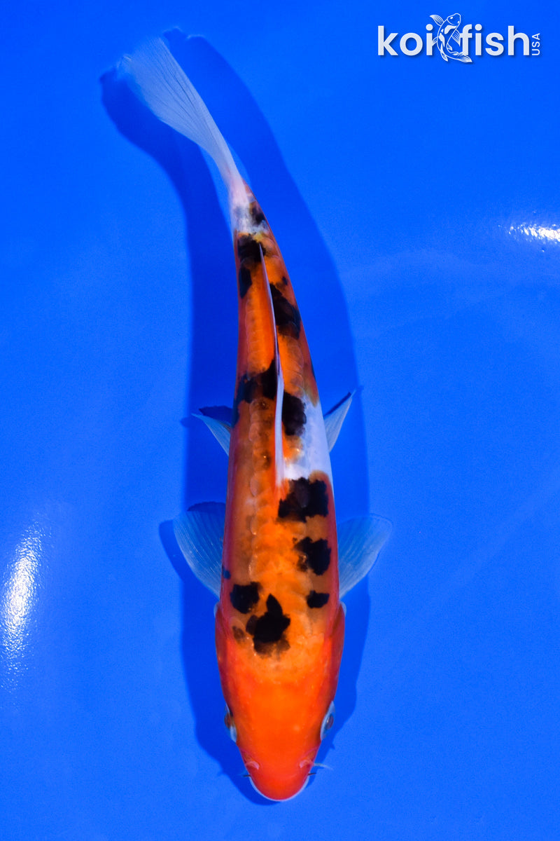 6.25" DOITSU SANKE