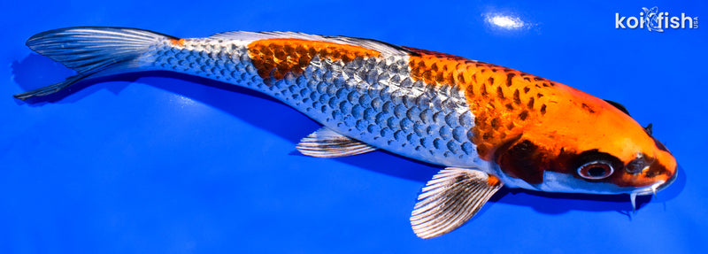 8.25" GINRIN BENI GINGA