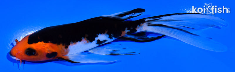 5.5" SANKE BUTTERFLY