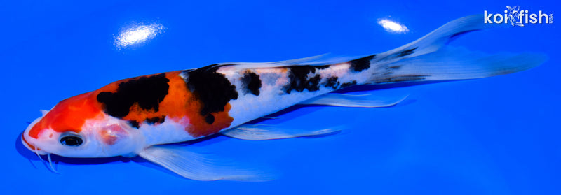 7.5" KUCHIBENI SANKE BUTTERFLY