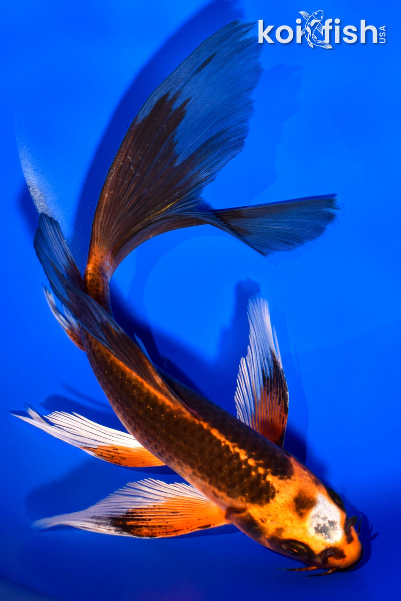 7.75" ORENJI MATSUBA BUTTERFLY