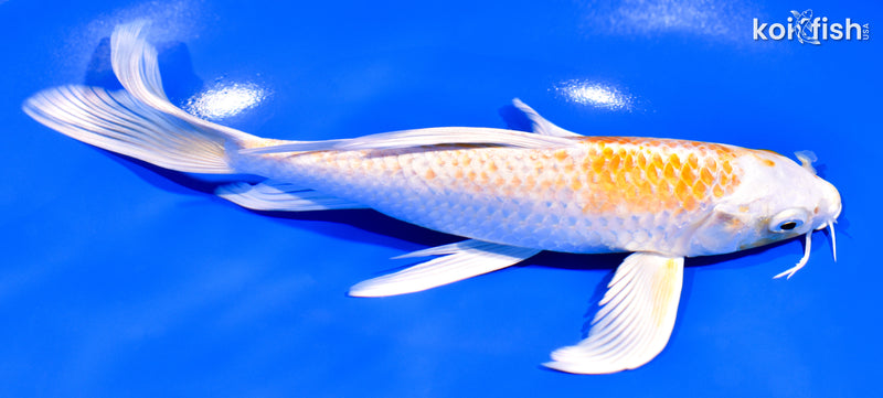 8" HARIWAKE BUTTERFLY