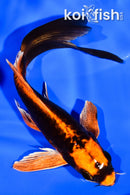 5.5" ARAGOKE DOITSU ORENJI MATSUBA BUTTERFLY