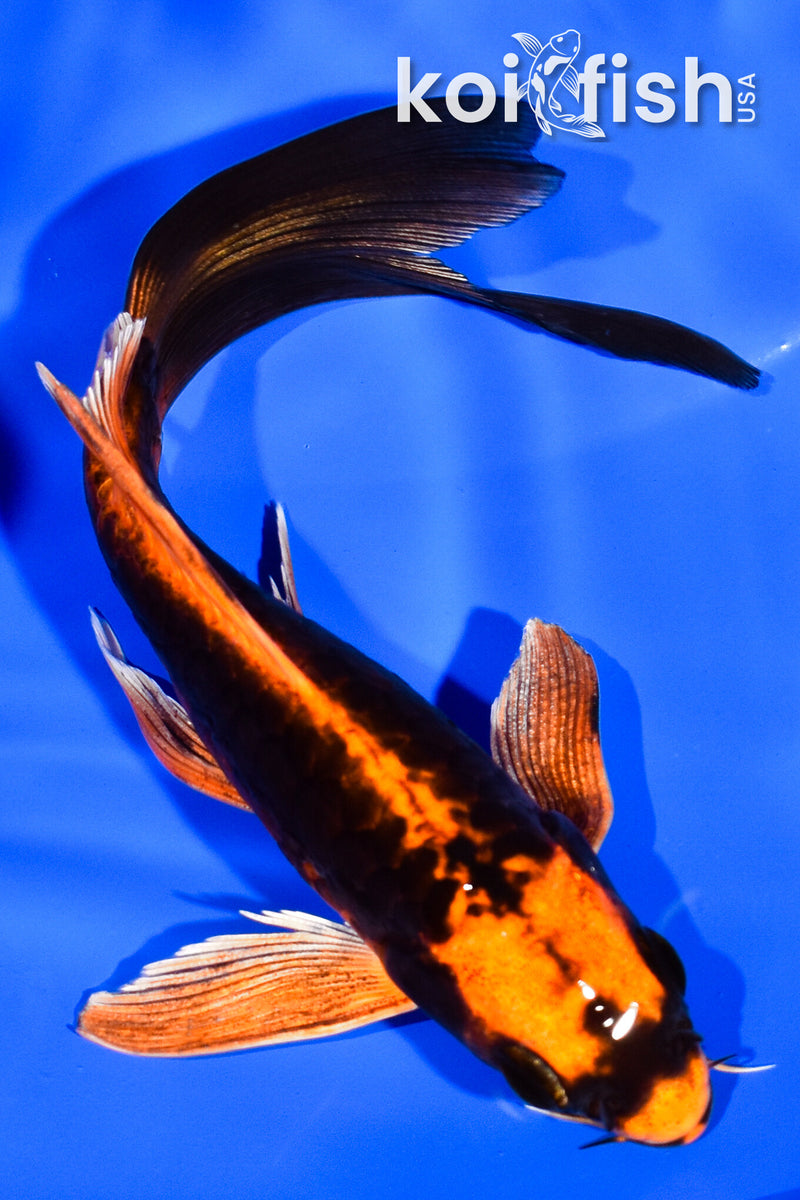 5.5" ARAGOKE DOITSU ORENJI MATSUBA BUTTERFLY