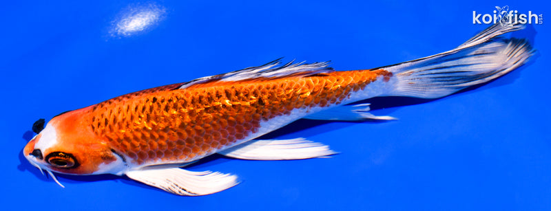 7" GINRIN KUJAKU BUTTERFLY