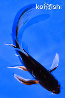 5.5" BENI MATSUKAWABAKE BUTTERFLY