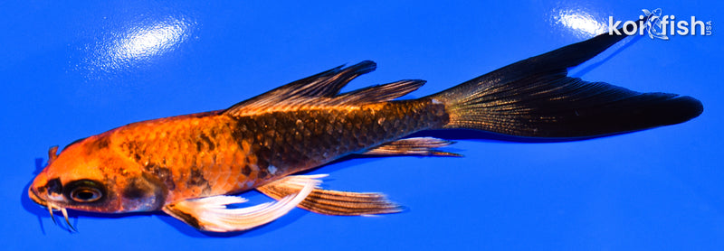 5.5" HI UTSURI BUTTERFLY