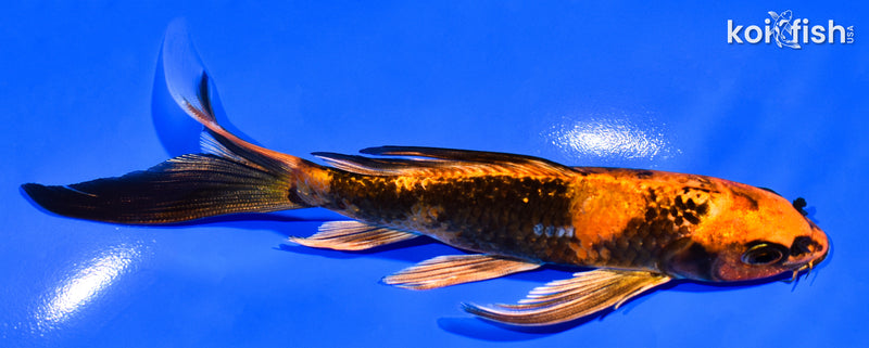 6" KIN HI UTSURI BUTTERFLY