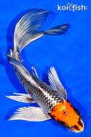 6.75" KUJAKU BUTTERFLY