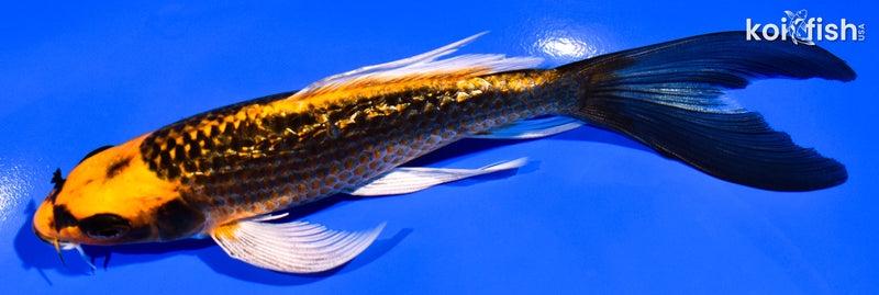 6.25" GINRIN ORENJI MATSUBA BUTTERFLY