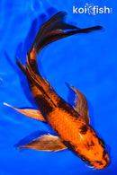 7.25" KIN HI UTSURI BUTTERFLY