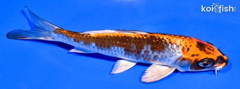 5.5" GINRIN BENI GINGA