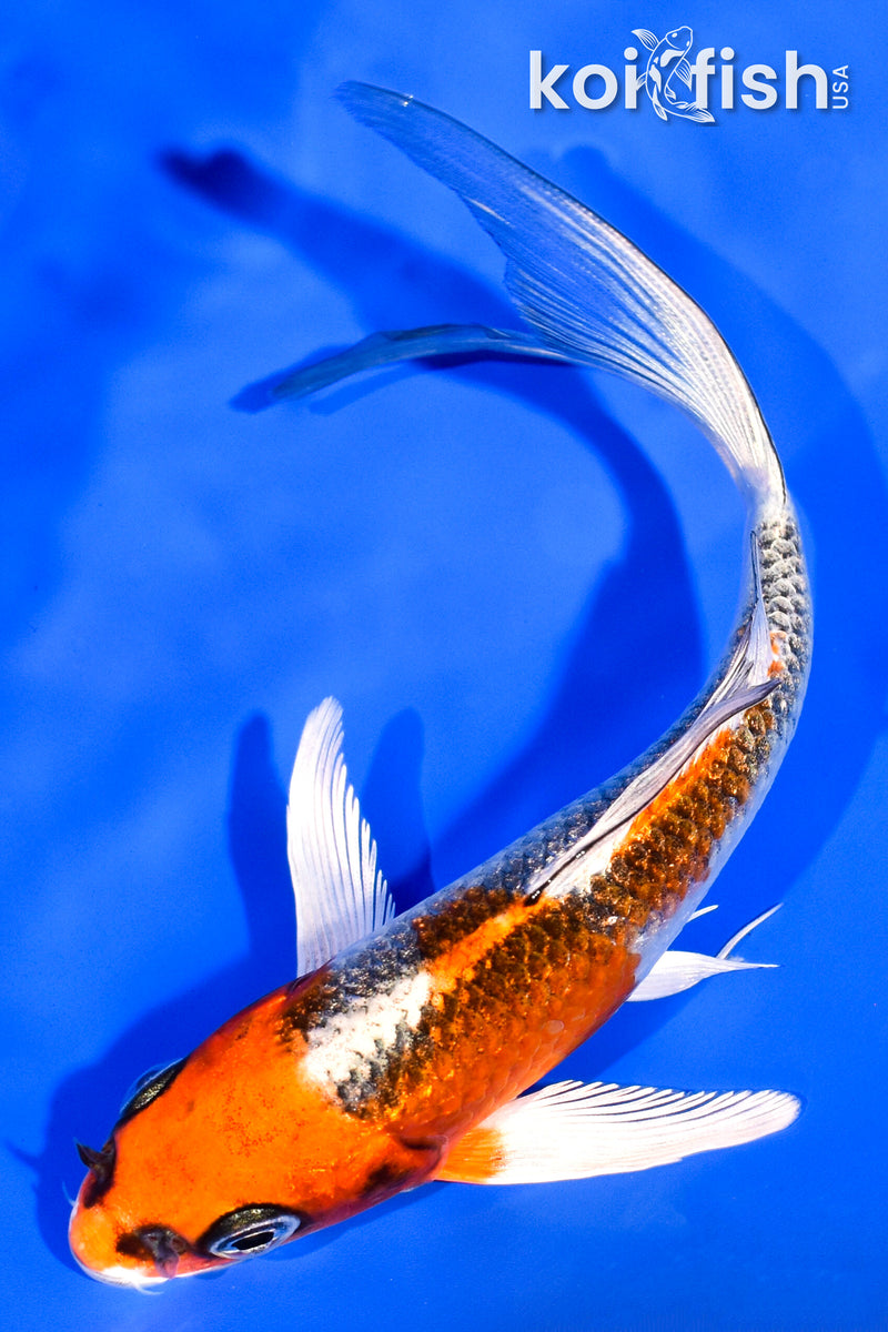 6" GINRIN KUJAKU BUTTERFLY