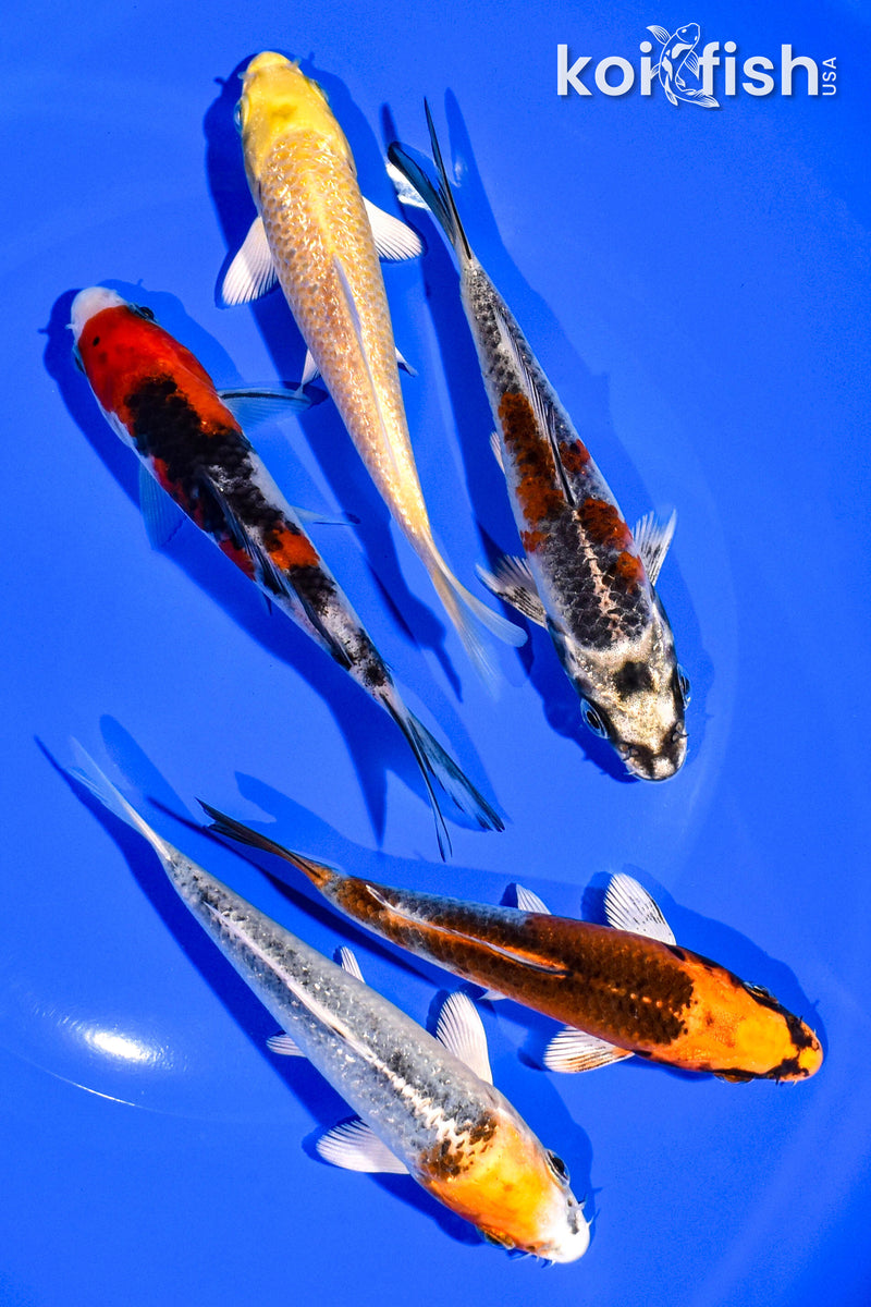 PACK OF (5) 4-5" STANDARD KOI