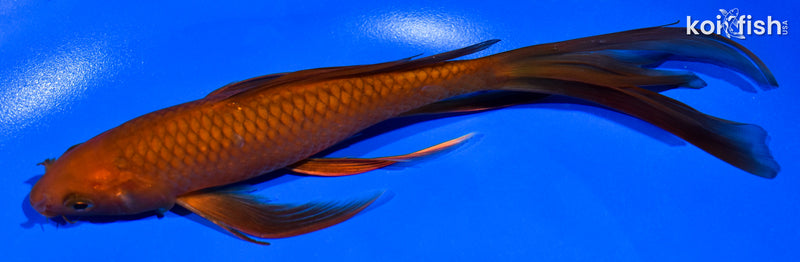 7.5" CHAGOI BUTTERFLY