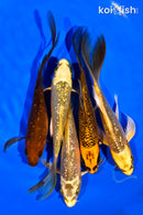 PACK OF (5) 5-6" GINRIN BUTTERFLY KOI