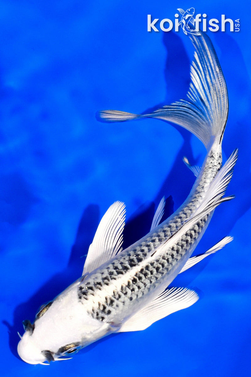 5.75" GIN MATSUBA BUTTERFLY