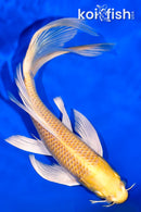 8" YAMABUKI OGON BUTTERFLY