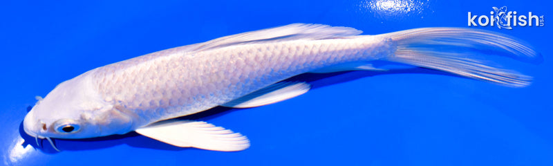 6" PLATINUM OGON BUTTERFLY