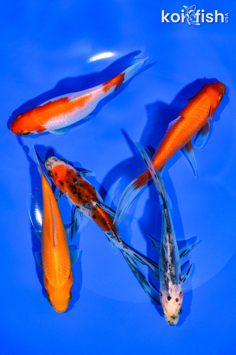 (5) 4-5" ASSORTED GOLDFISH