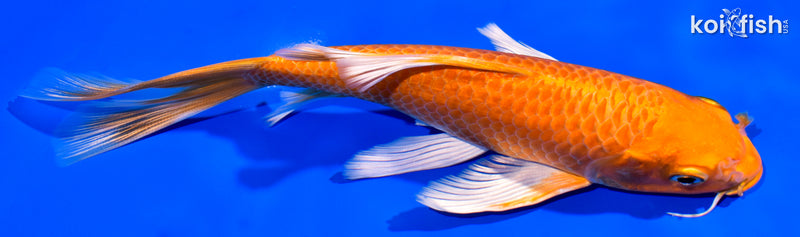 7" ORENJI OGON BUTTERFLY