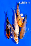 PACK OF (5) 3-4" MIXED STANDARD KOI