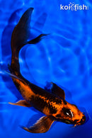 6.75" KIN HI UTSURI BUTTERFLY