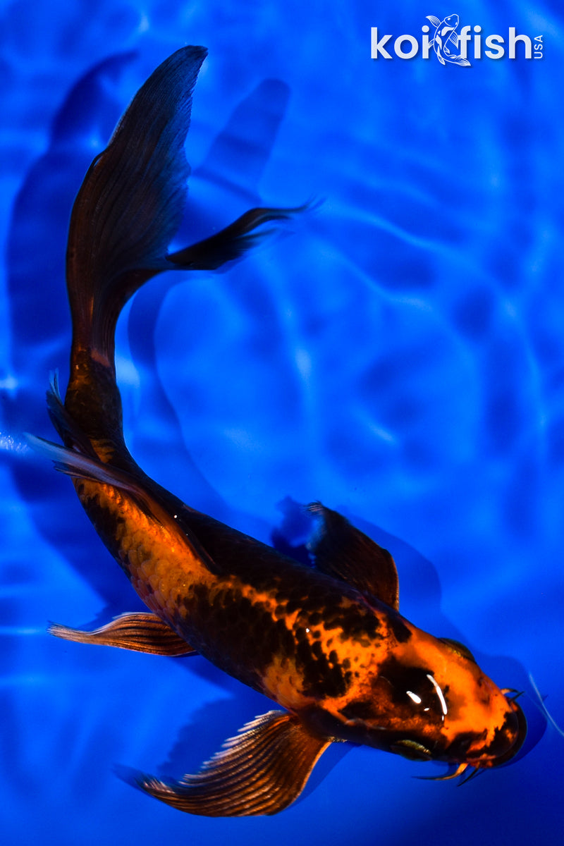 6.75" KIN HI UTSURI BUTTERFLY