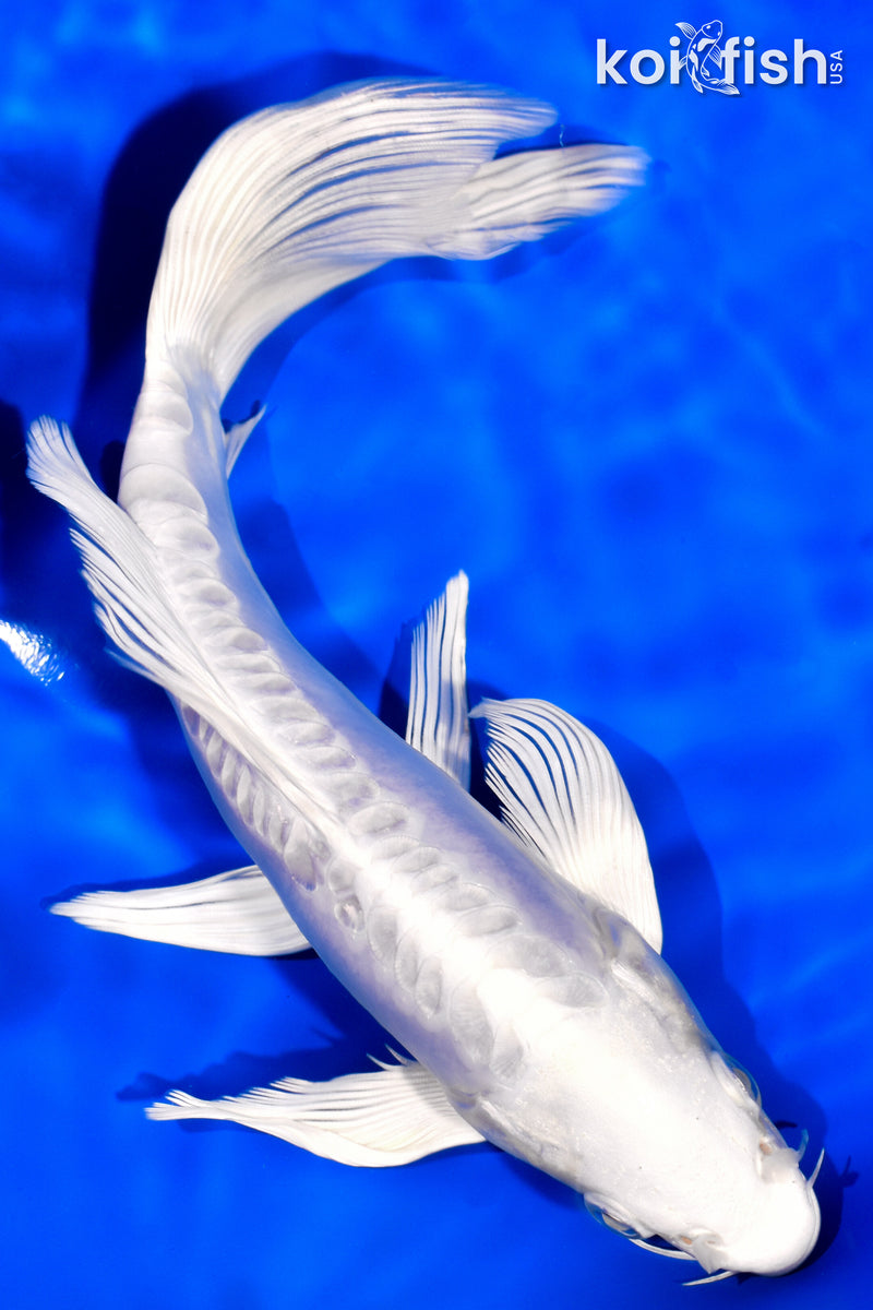 8" DOITSU PLATINUM OGON BUTTERFLY