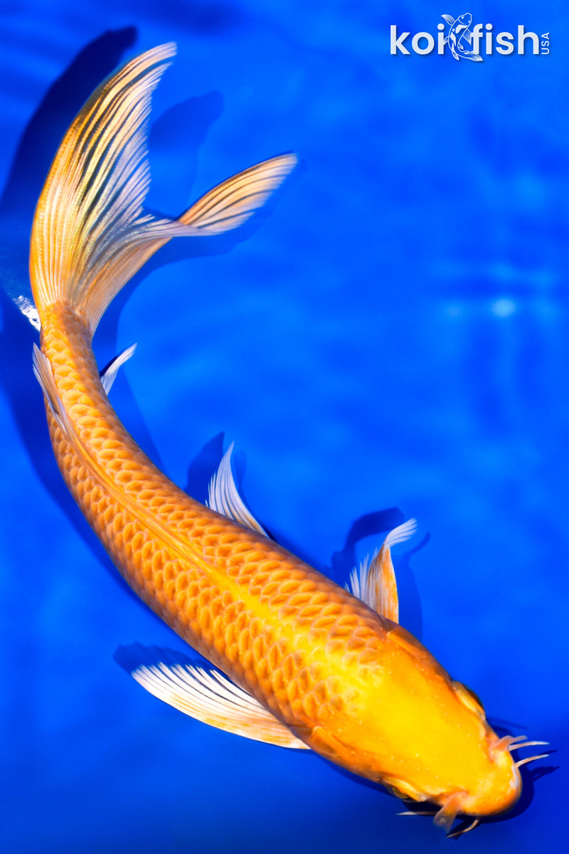 7" ORENJI OGON BUTTERFLY