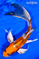 8.25" KUJAKU BUTTERFLY