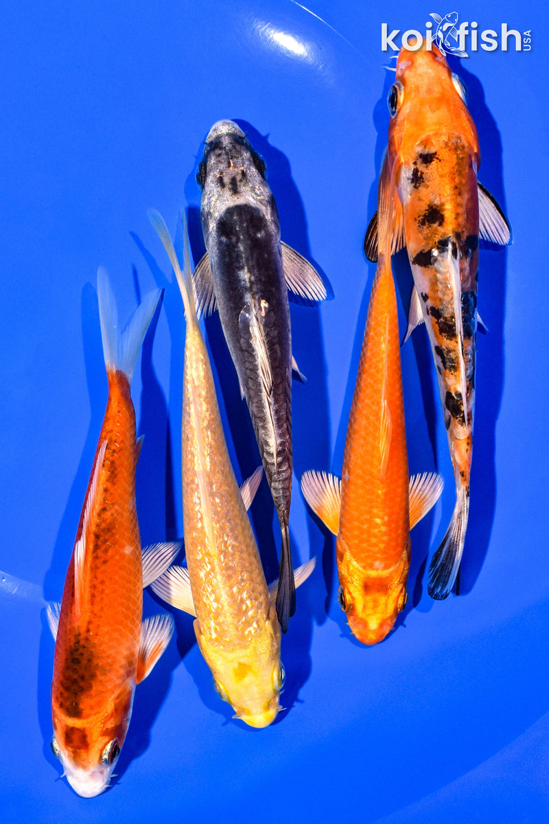 PACK OF (5) 4-5" STANDARD KOI