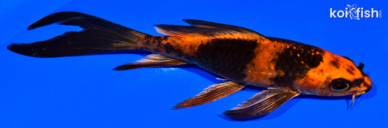 5.75" KIN HI UTSURI BUTTERFLY